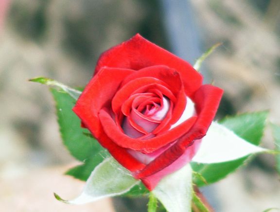 Snow Ruby photo snr2013_07060012_zps8560175a.jpg